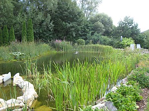 Schwimmteich im eigenen Garten