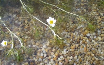 60 m2 Schwimmteich