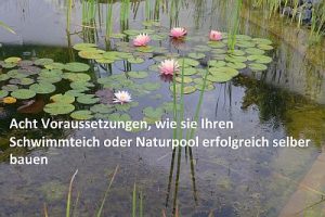 Bild eines Schwimmteiches mit Seerosen